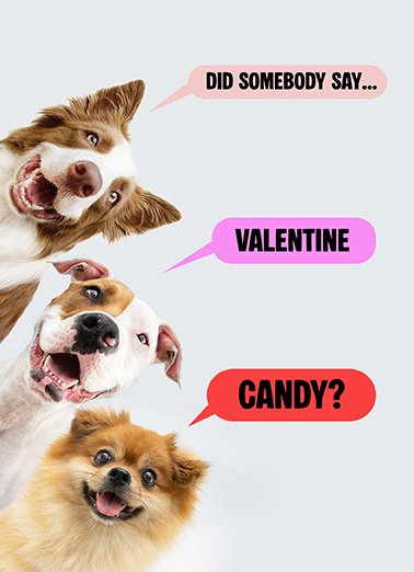 3 Dogs Candy  Card Cover