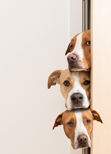 3 Dogs Say Steak For Dad Ecard Cover