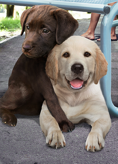 Back to School Pups Tim Ecard Cover