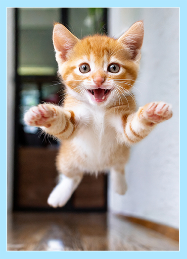 Big BDAY Hug Cats Ecard Cover