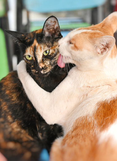 Birthday Hug And Kiss Cats Card Cover