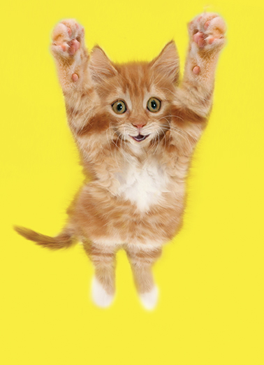 Birthday Hug Cat  Card Cover