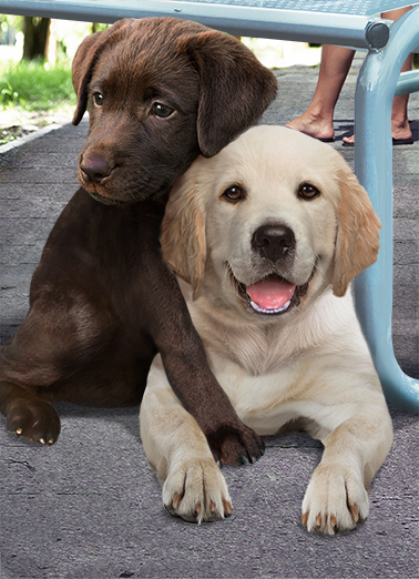 Birthday Hug Dogs Card Cover
