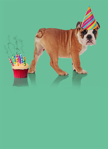 Blow Out Candles Dog Funny Animals Card Cover
