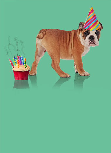 Blow Out Candles Dog Funny Card Cover