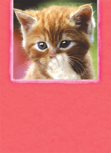 Blowing Kiss (VAL) From the Cat Ecard Cover