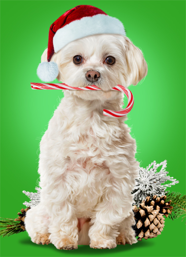 Candy Cane CF Dogs Ecard Cover