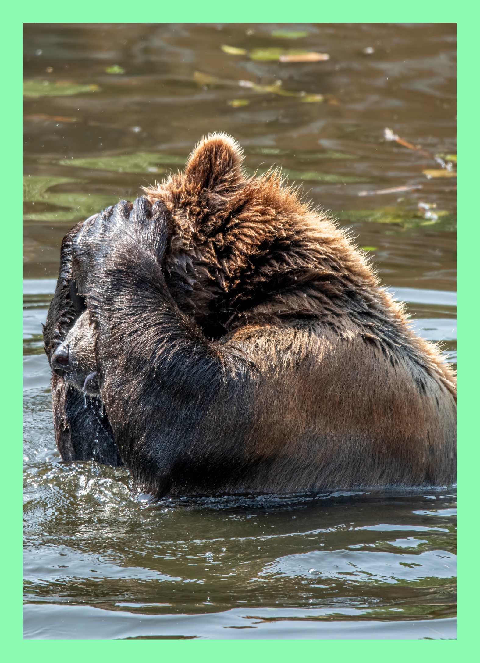 Cant Bear Older Funny Animals Ecard Cover