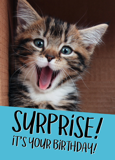 Cat Birthday Surprise Funny Animals Card Cover