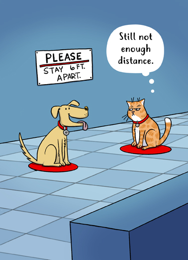 Cat Dog Social Distance  Card Cover