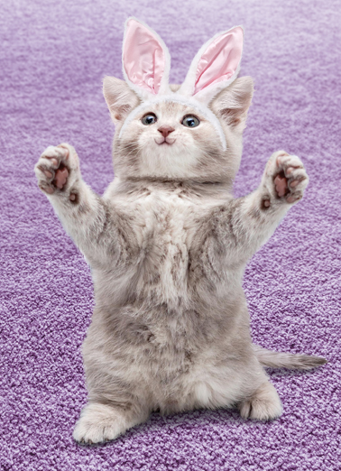 Cat Hug Easter Funny Animals Ecard Cover