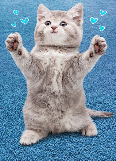 Cat Hug FD Cats Ecard Cover