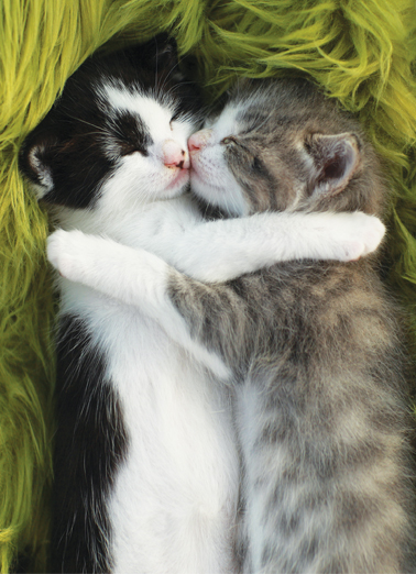 Cat Hug HUG DAY For Any Time Card Cover