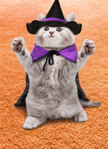 Cat Hug Hal Halloween Card Cover