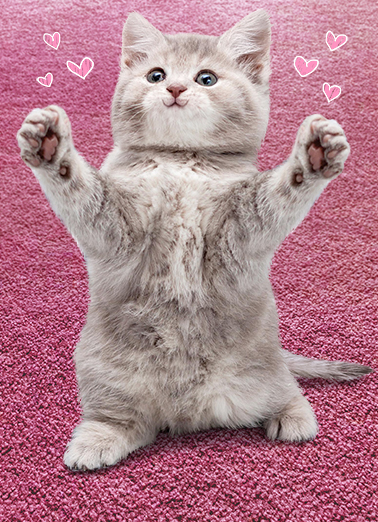 Cat Hug MD Simply Cute Card Cover