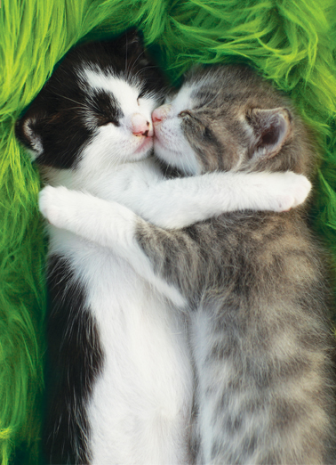 Cat Hug St Pat St. Patrick's Day Ecard Cover