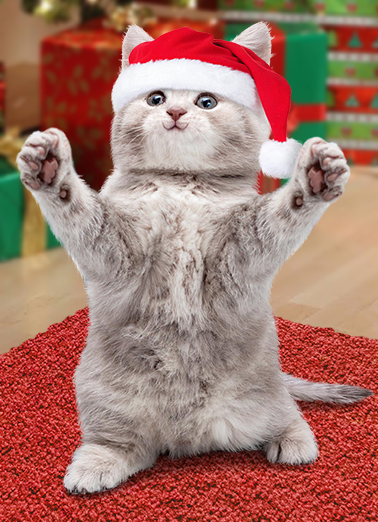 Cat Hug xmas Funny Animals Ecard Cover