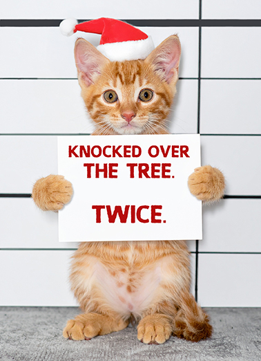 Cat Jail Lineup Christmas Ecard Cover