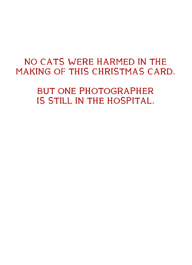 Cat%20no%20photographer%20santa inside