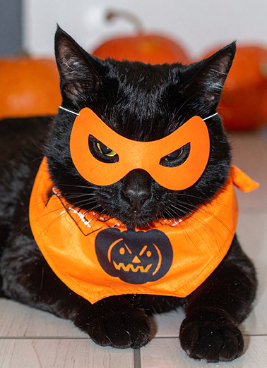 Cat Photographer Halloween Cats Ecard Cover