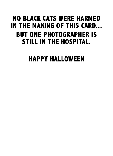 Cat Photographer Halloween Cats Ecard Inside