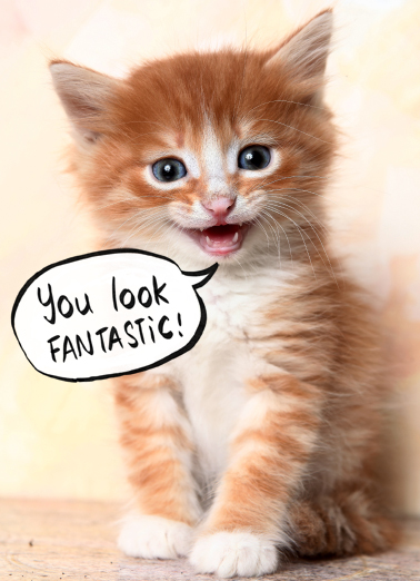 Cat Scan Cute Animals Card Cover