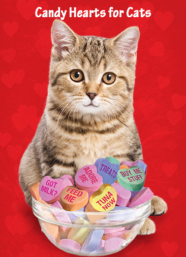 Cat's Candy Hearts Valentine's Day Card Cover