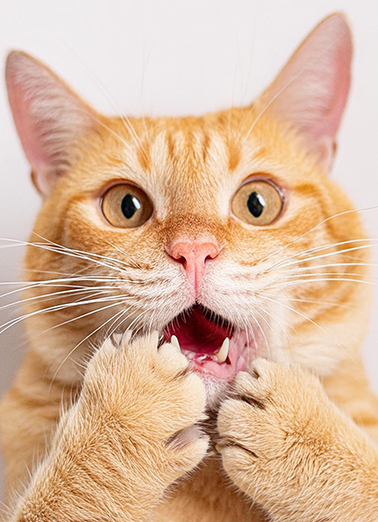 Cats Lives Left Funny Animals Card Cover