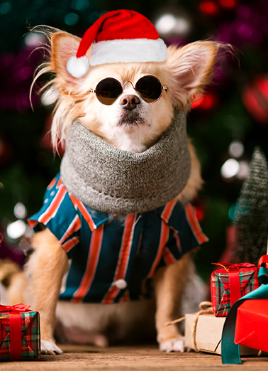 Cool Christmas Dogs Card Cover