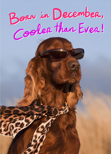 Cooler Than December December Birthday Ecard Cover