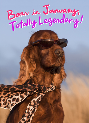 Cooler Than January Dogs Card Cover