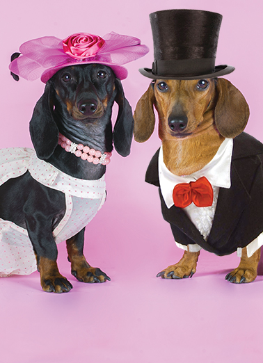 Dachshund Wedding Dogs Ecard Cover