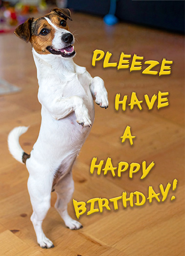 Dog Dont Beg Birthday Ecard Cover