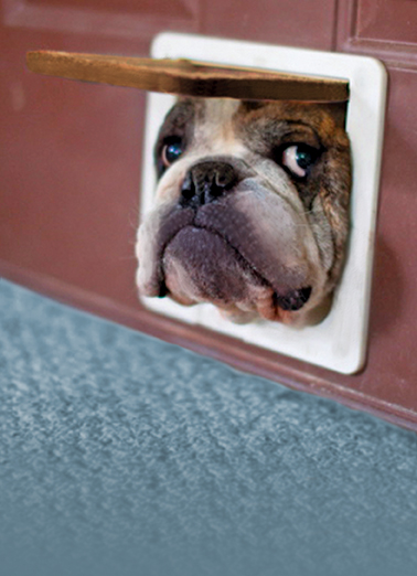 Dog Popping In Funny Animals Card Cover