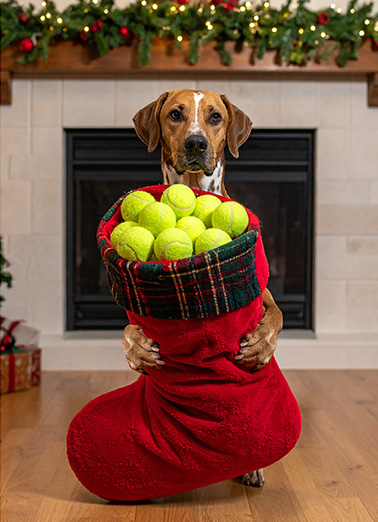 Dog Tennis Balls - Funny Christmas Card to personalize and send.