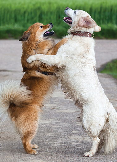 Dogs Hugging  Ecard Cover