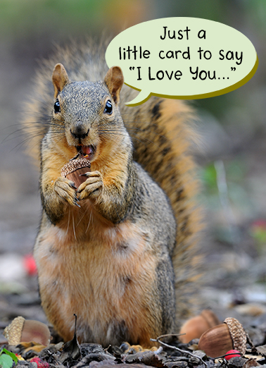 Drive Me Nuts Cute Animals Ecard Cover