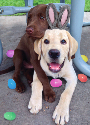 Easter Hug Dogs Card Cover