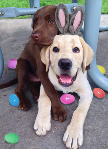 Easter Hug From the Dog Card Cover