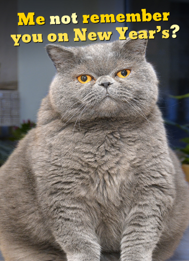 Fat Chance New Year Cats Ecard Cover