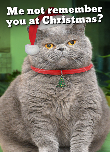 Fat Chance Xmas From the Cat Ecard Cover