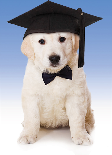 Formal Grad Dogs Ecard Cover