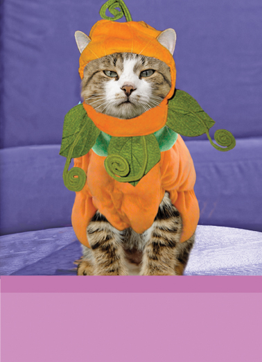 Frickin Cat 5x7 greeting Card Cover