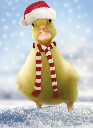 Fuzzy XMAS Christmas Wishes Ecard Cover