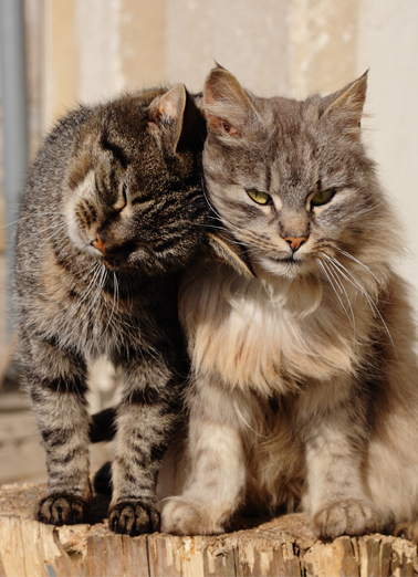 Good Friend To Lean On Cats Card Cover