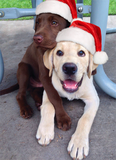 Holiday Hug From the Dog Ecard Cover