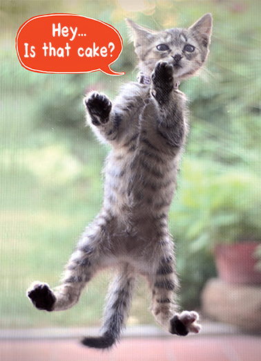Is That Cake Cat Birthday Ecard Cover