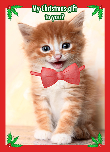 Kitten Bow Cats Card Cover
