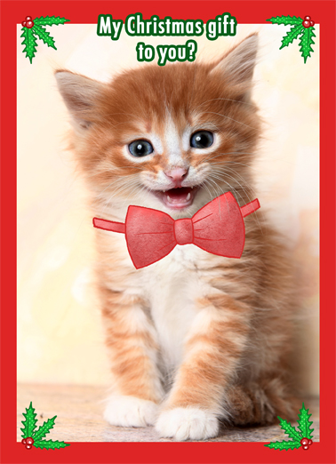 Kitten Bow  Ecard Cover