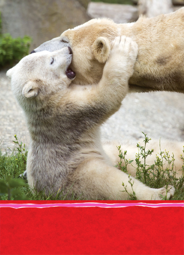 Little Bear Hug VAL Valentine's Day Card Cover